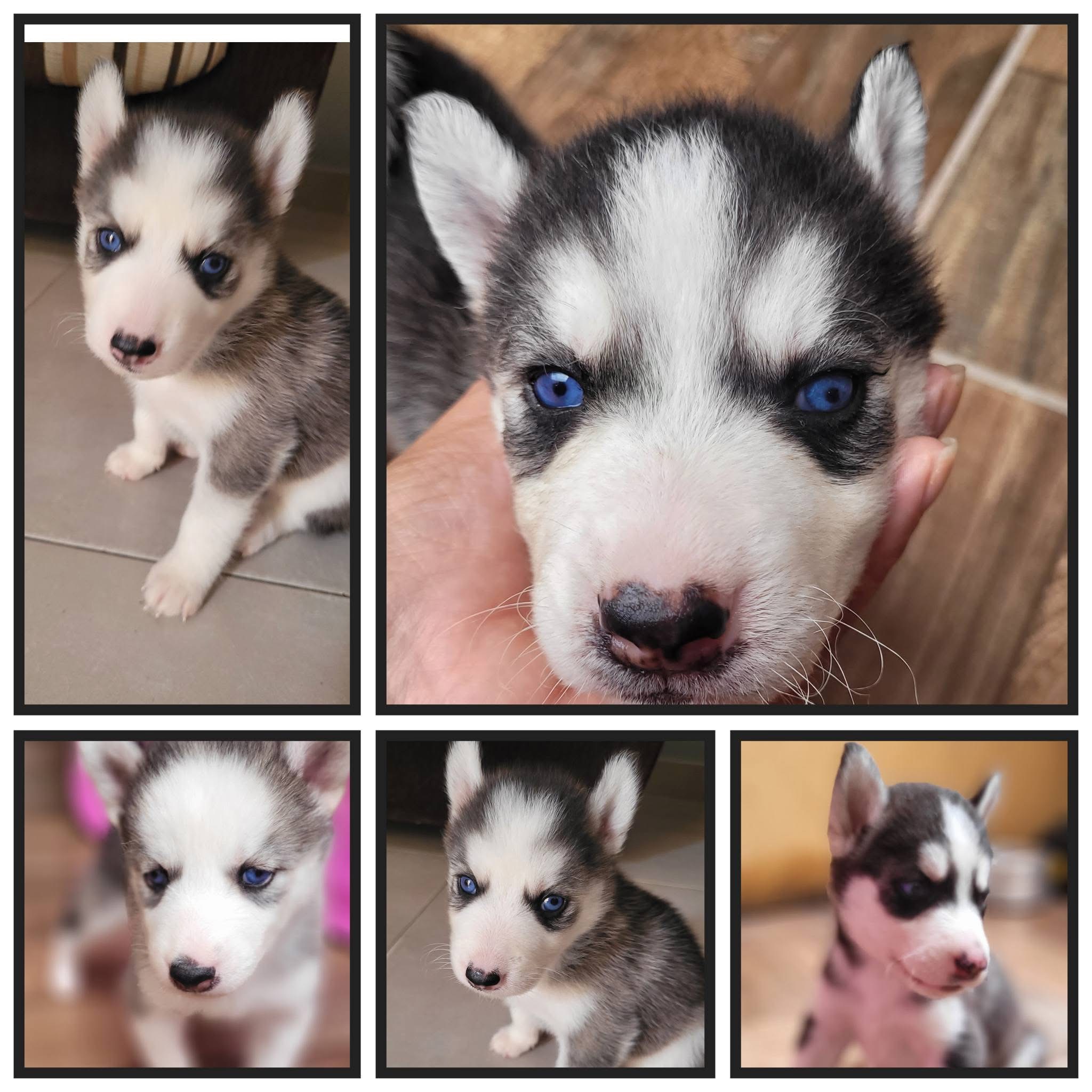 Filhotes de husky siberiano 