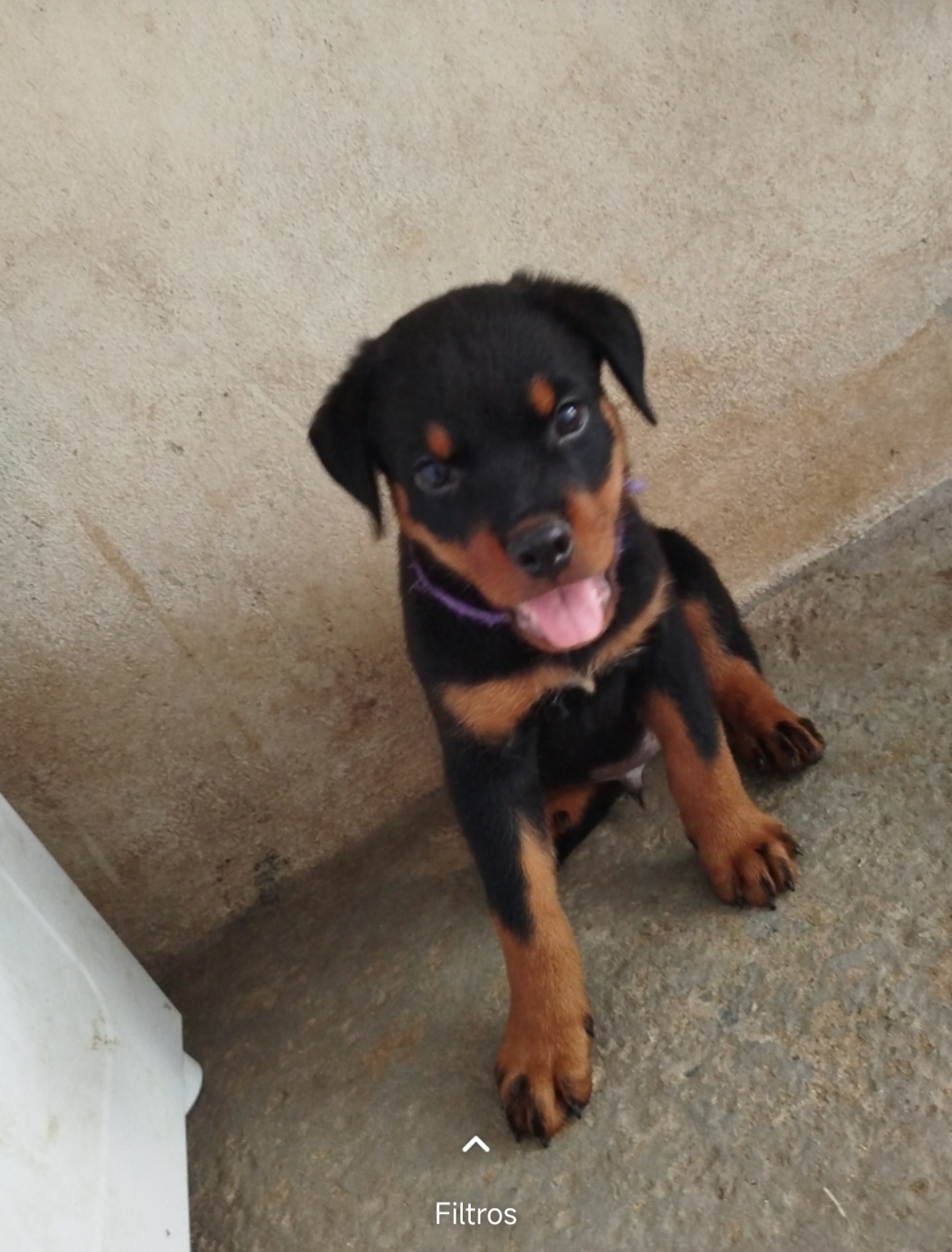 Portal Vendocão Vendo filhotes de rotwailler  Sete lagoas 