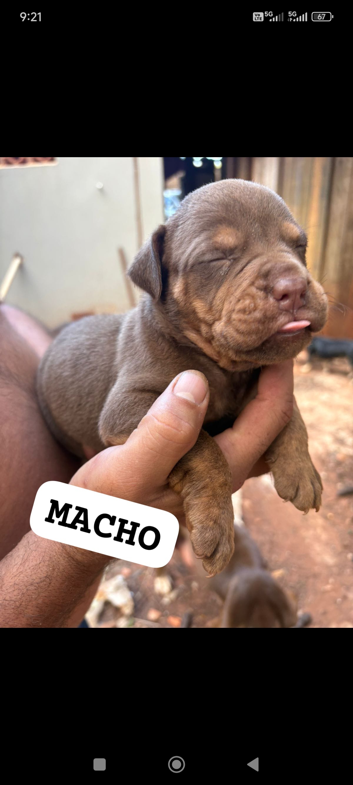 Portal Vendocão BULDOGUE CAMPEIRO COM FILA CAMPO GRANDE