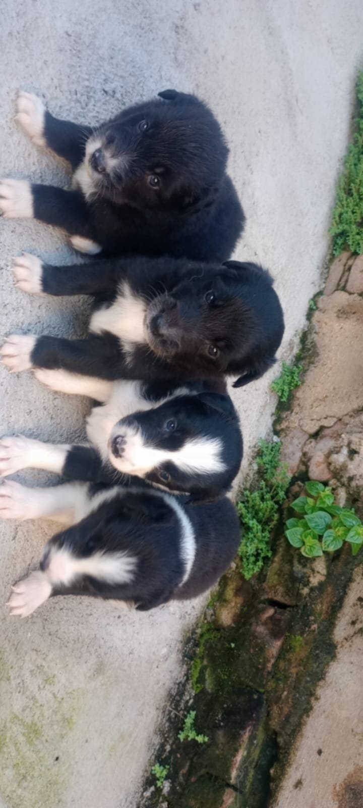 Filhotes de border collie puros  - Foto 2