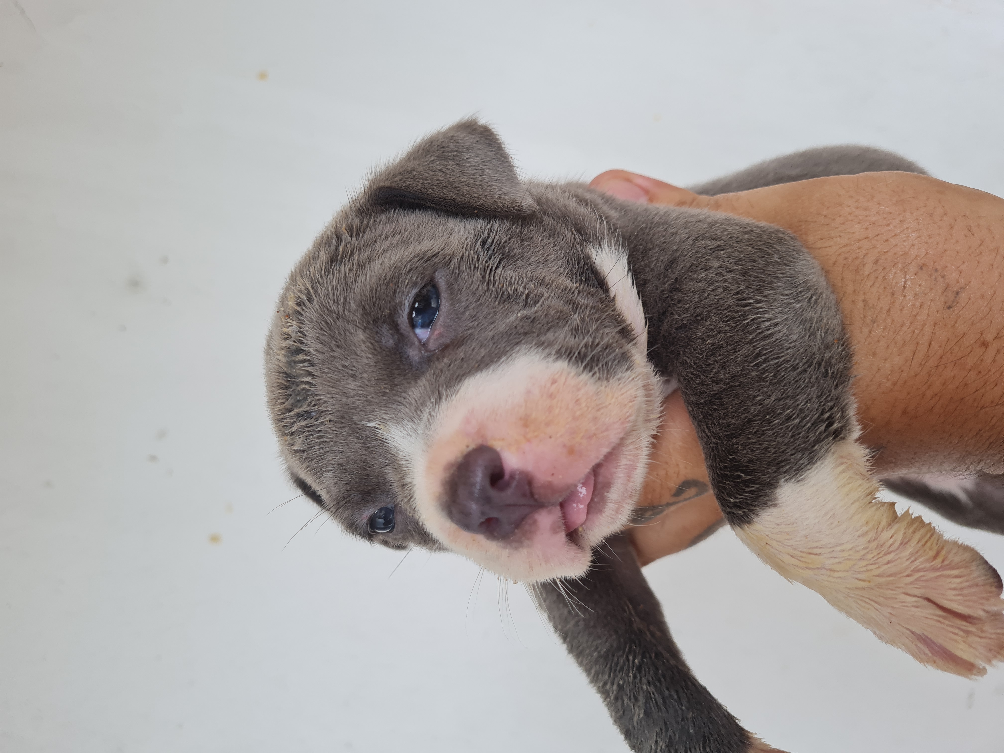 Portal Vendocão Filhotes de american Bully pockts  Mongaguá 