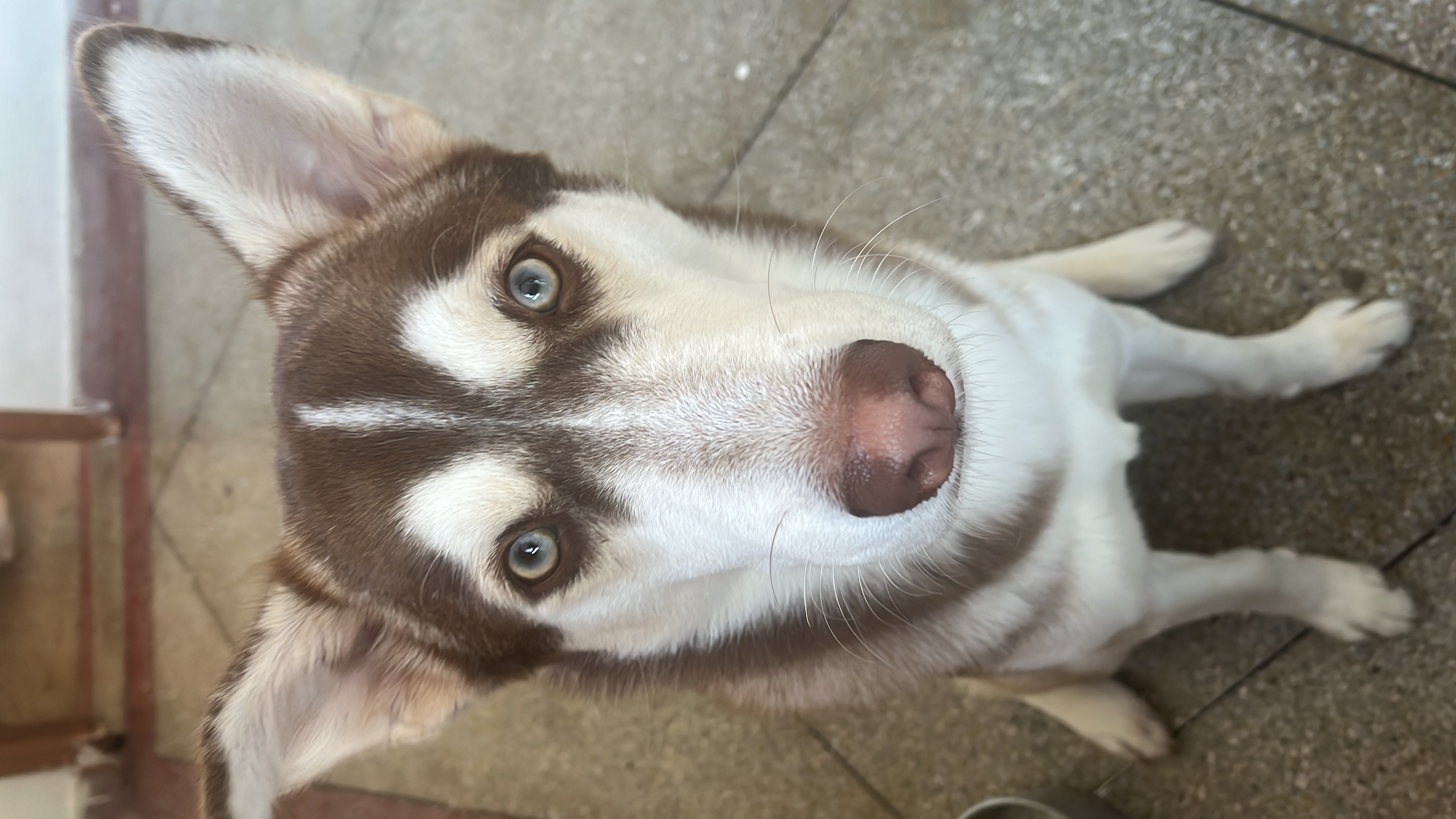 Portal Vendocão Vendo husky siberiano  Jaboatão dos guararapes