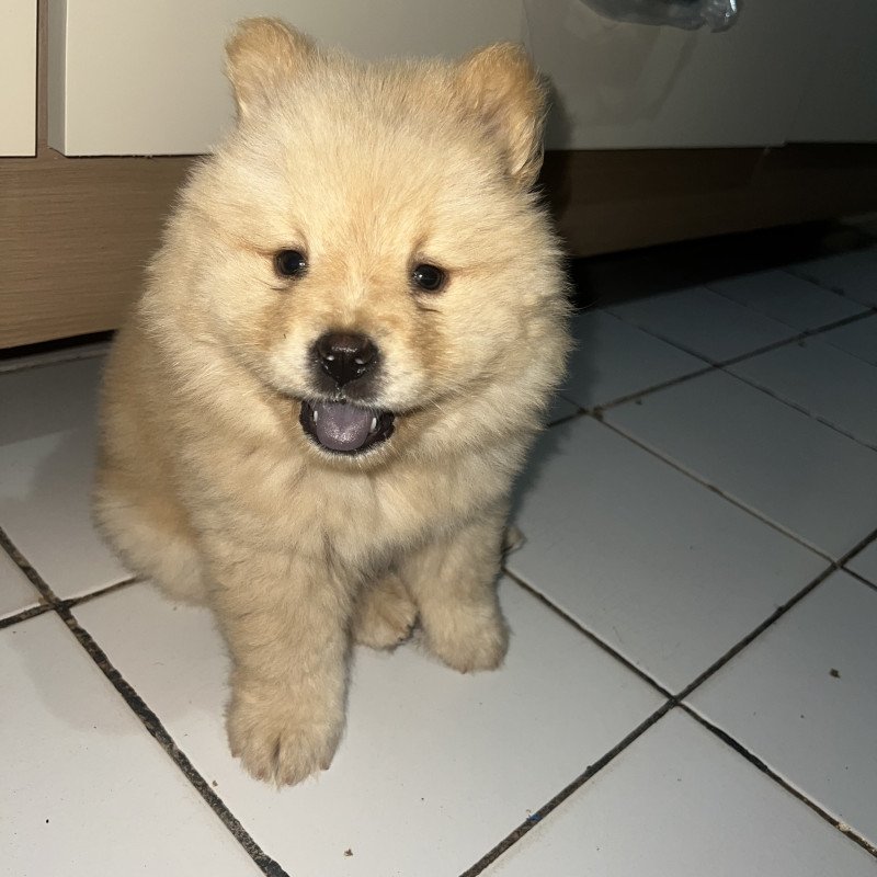 Linda filhote chow chow