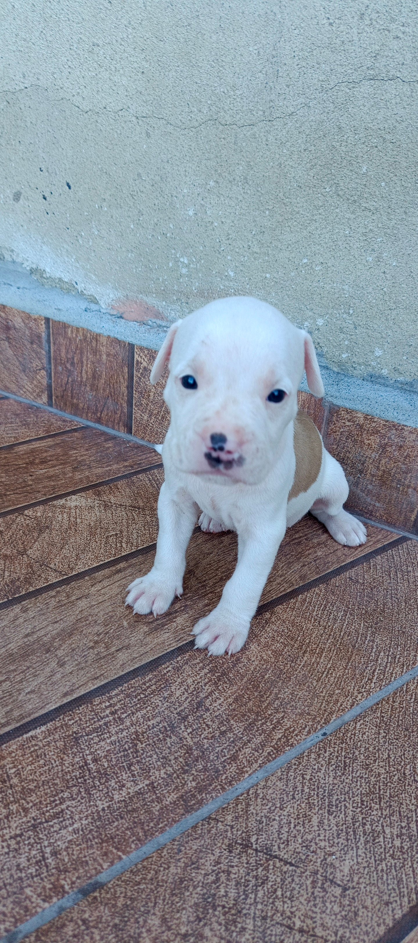 Filhotes American pitbull - Foto 2