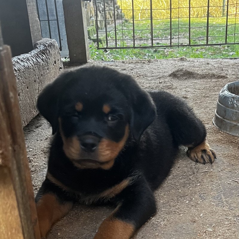 Filhote de Rottweiler - Foto 2