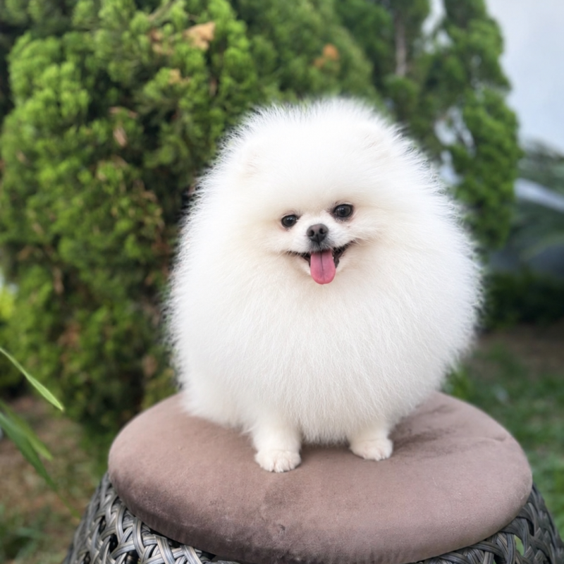 Lindo Lulu da Pomerânia Anão Branco Neve - Foto 3