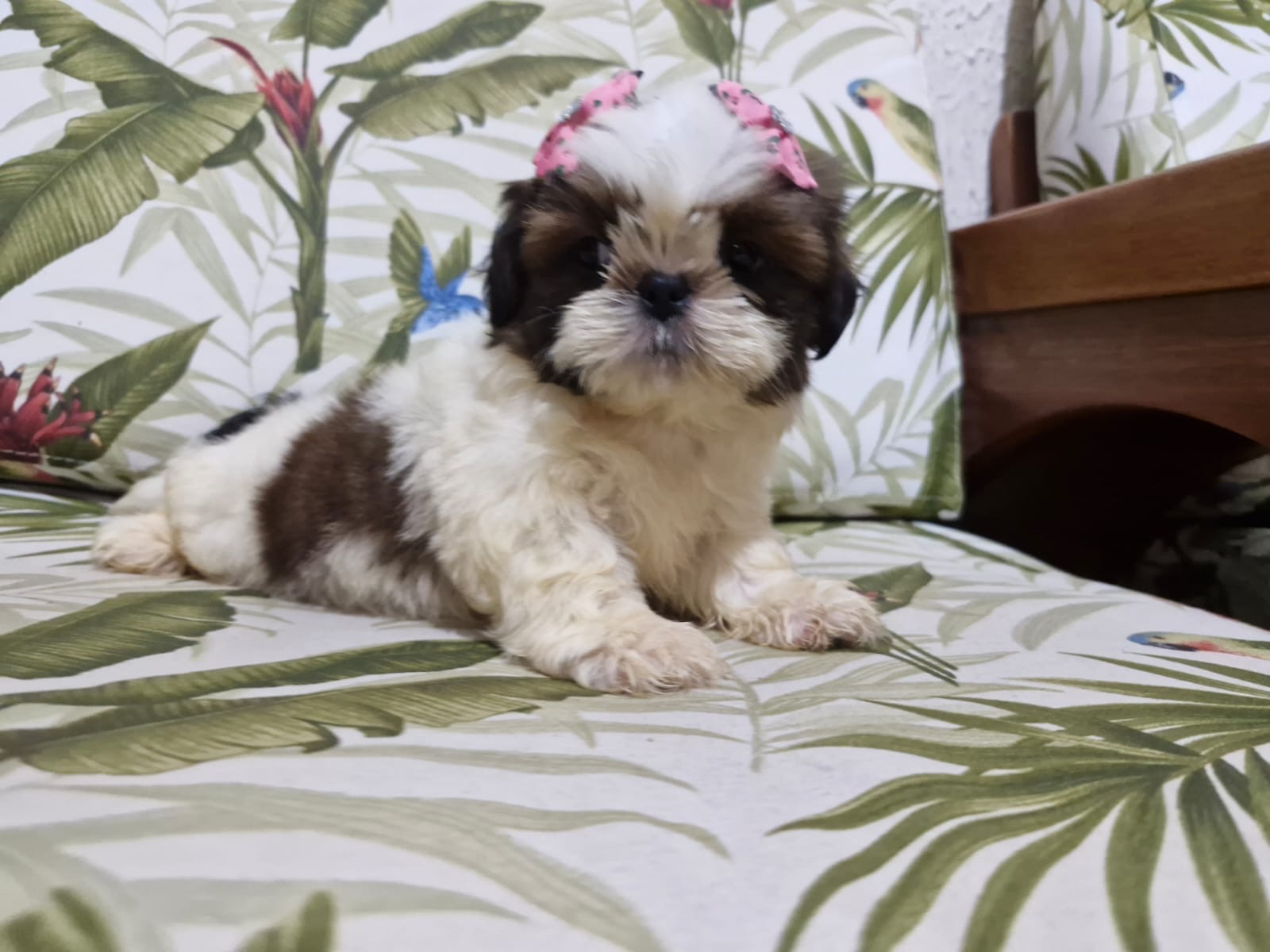 Portal Vendocão Shih tzu  Rio de Janeiro 