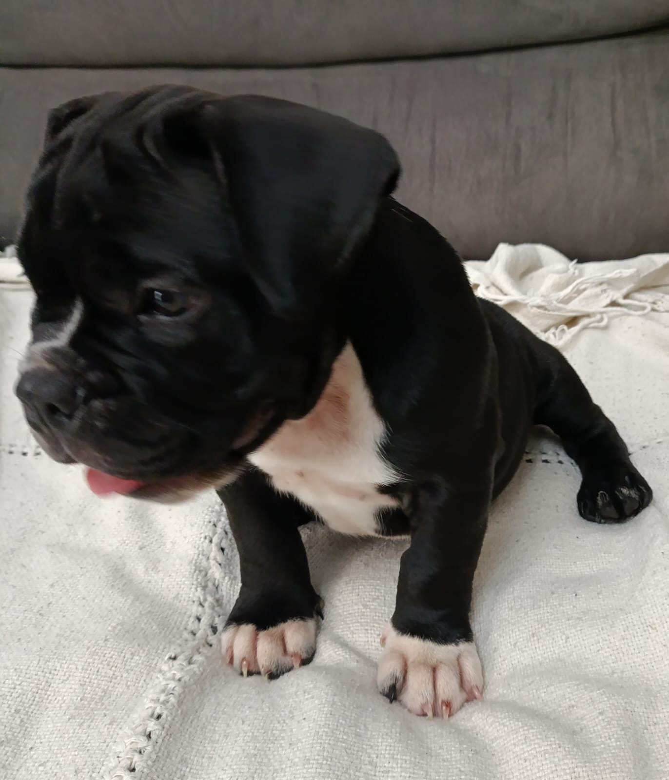 Filhotes American bully micro  - Foto 3