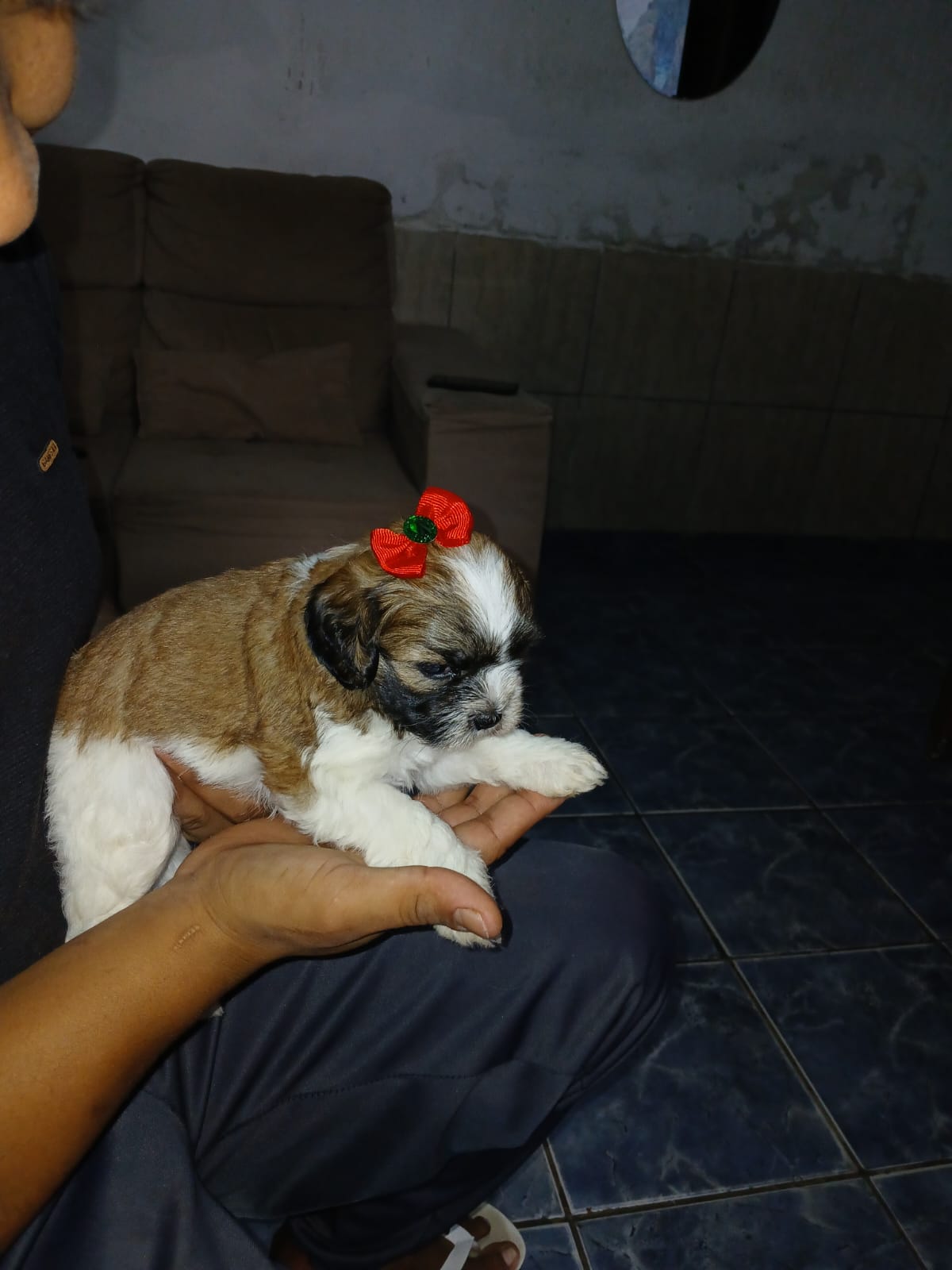 Portal Vendocão Filhotes de Lhasa apso  Recanto das Emas 