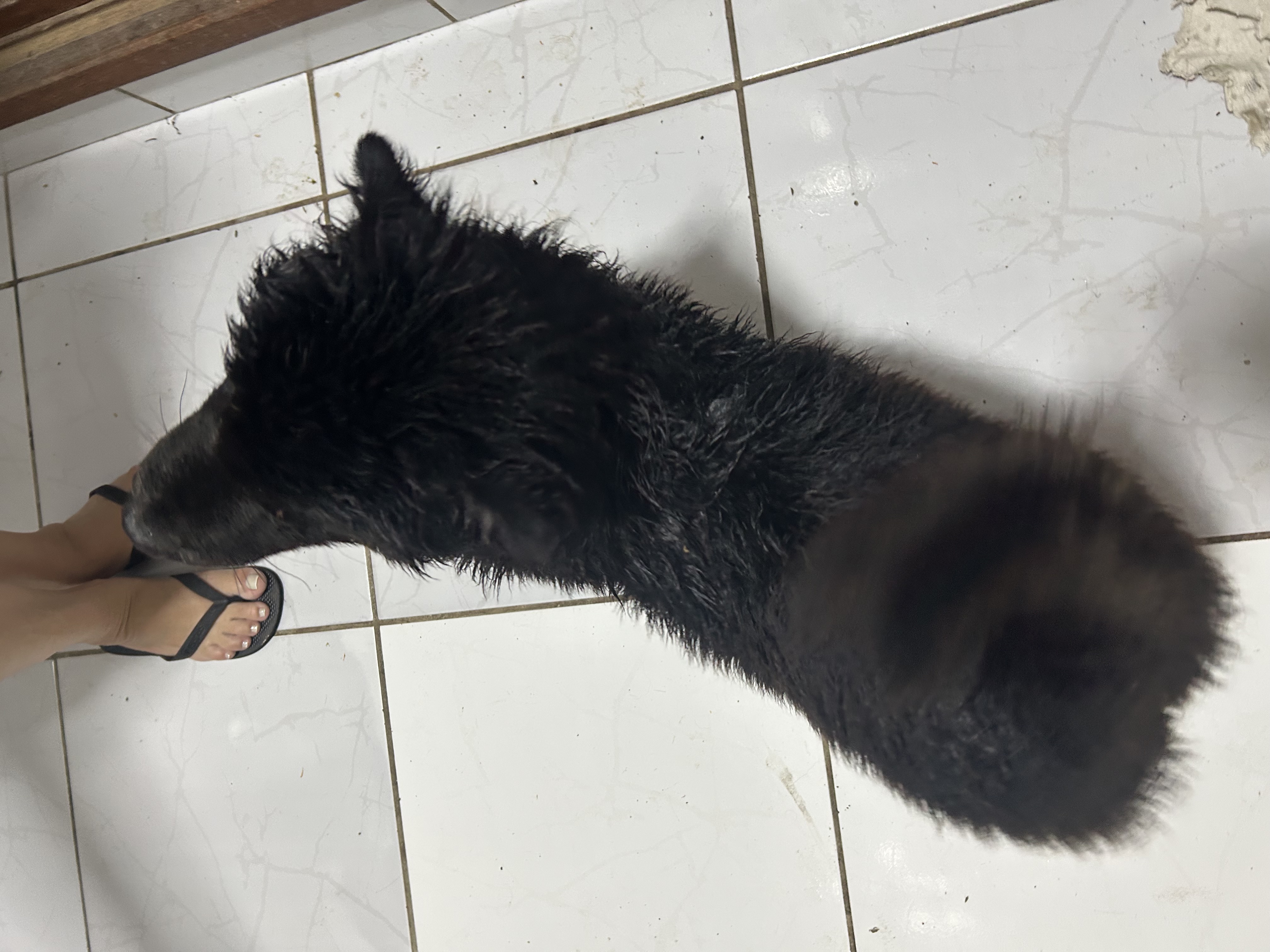 VENDO FILHOTE DE CHOW CHOW - Foto 1