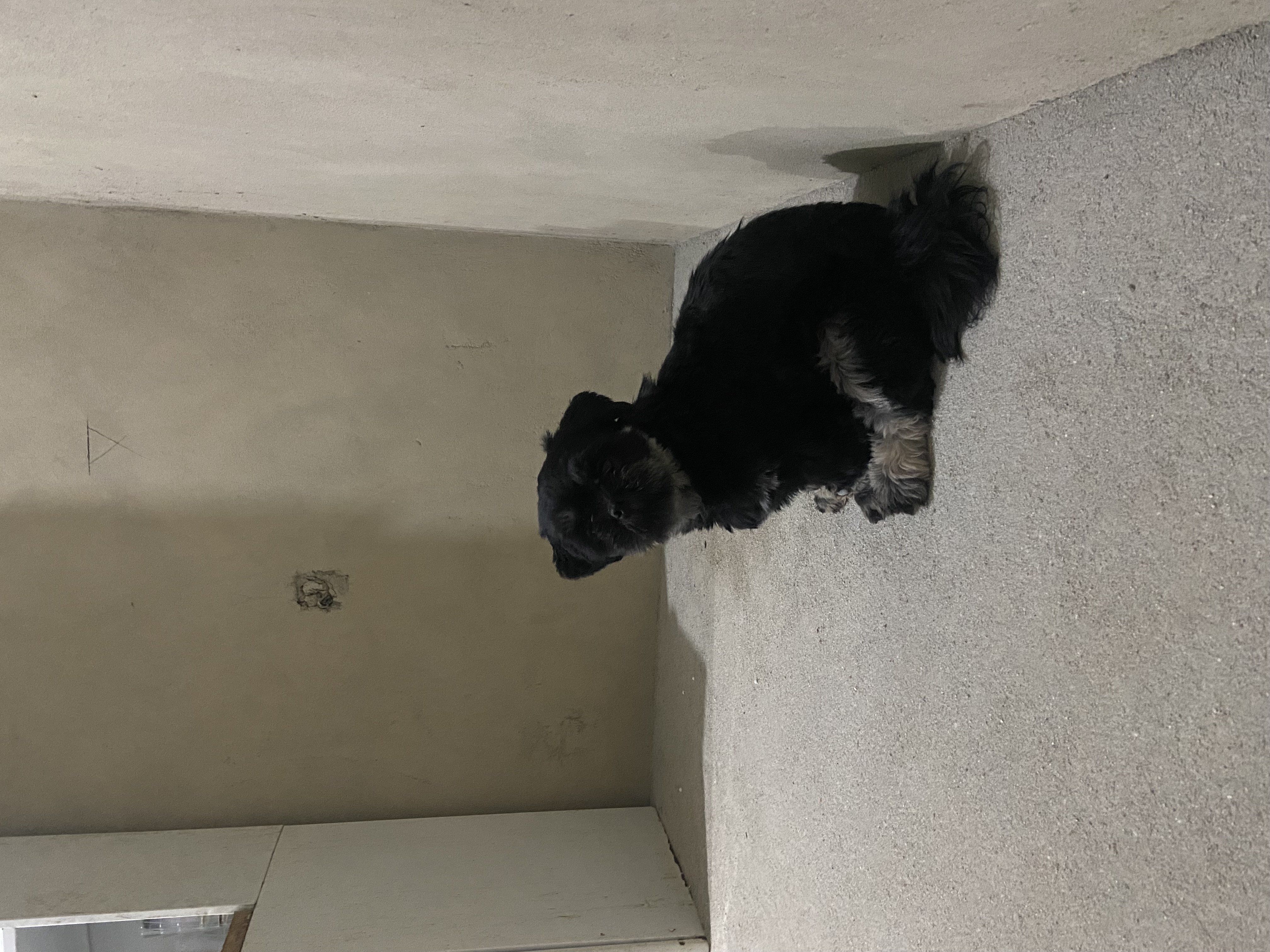 Vendo Shih tzu fêmea  - Foto 1