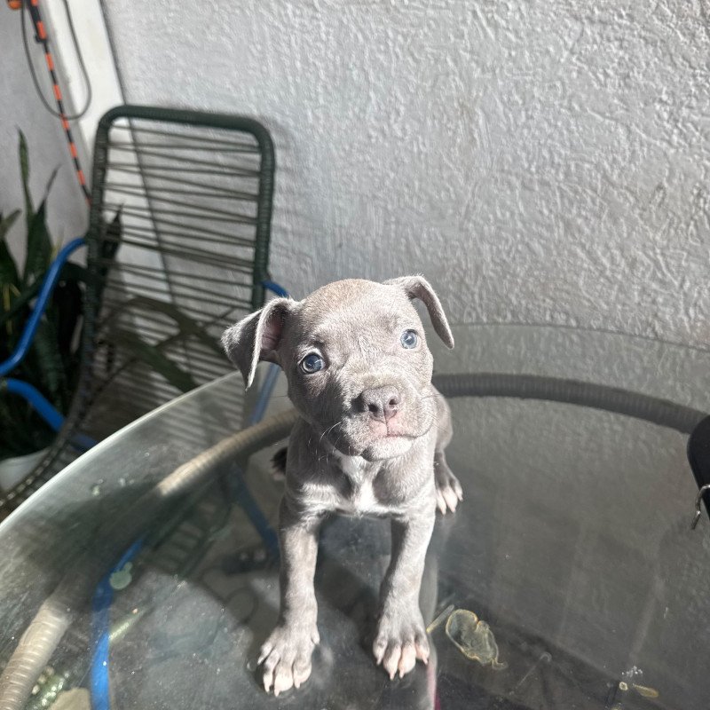 Filhote de American bully fêmea
