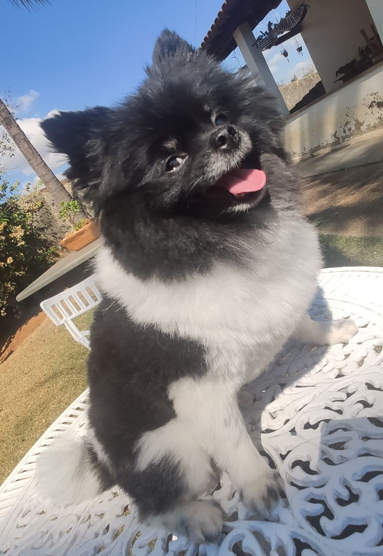 Portal Vendocão Spitz Alemão Anão Adulto  Sete Lagoas