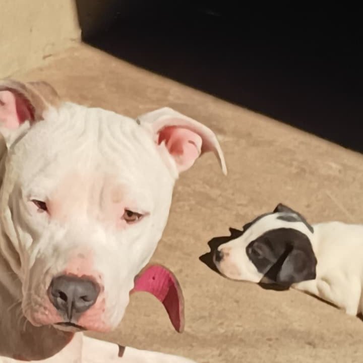 🐶 FILHOTE AMERICAN BULLY DISPONÍVEL! 🐾  Procurando um companheiro lindo e cheio de personalidade? ❤️  Temos filhote de American Bully disponível para um novo lar! 🏡🐾 Macho está com 40 dias - Foto 3
