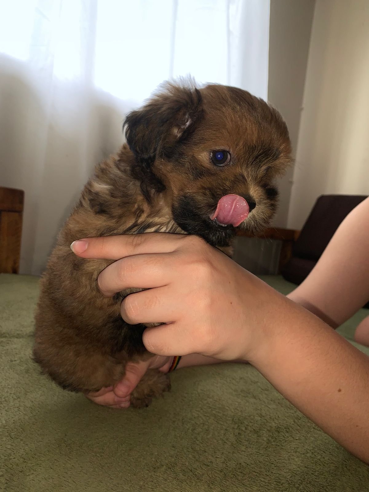 Vendo Shih tzu de raça pura coloração marrom ,última fêmea. - Foto 1