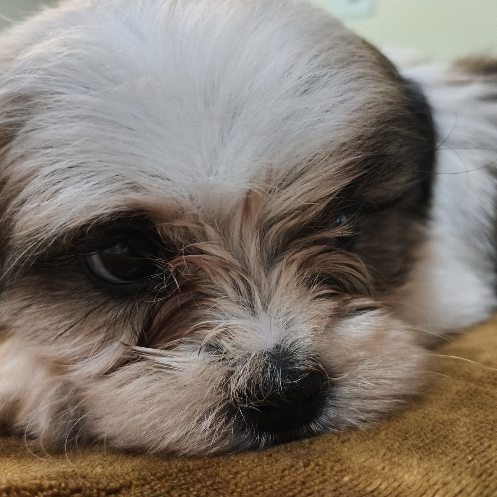 Filhote Lhasa Apso - Foto 3