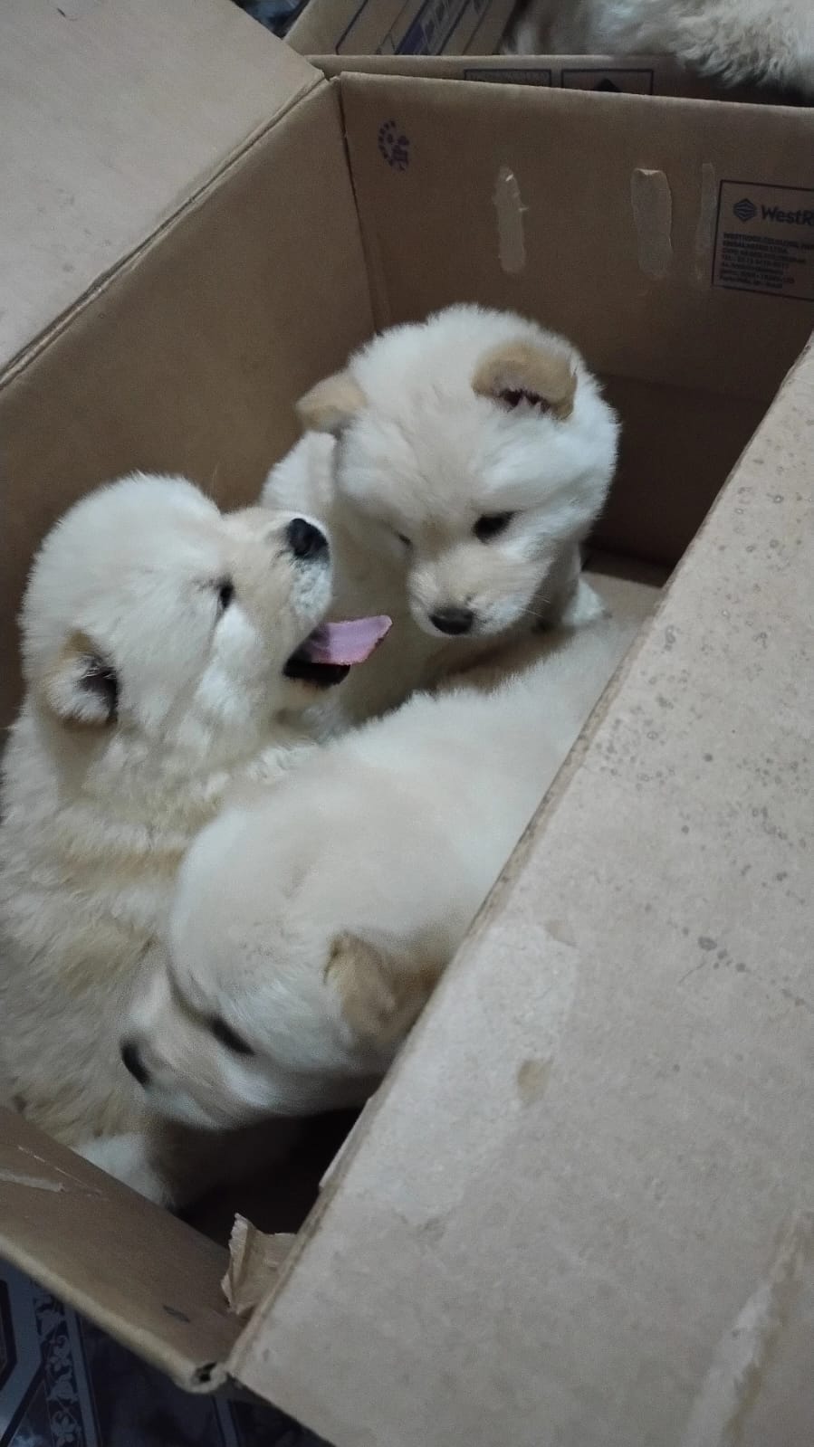 Portal Vendocão VENDO FILHOTE DE CHOW CHOW RIO DE JANEIRO
