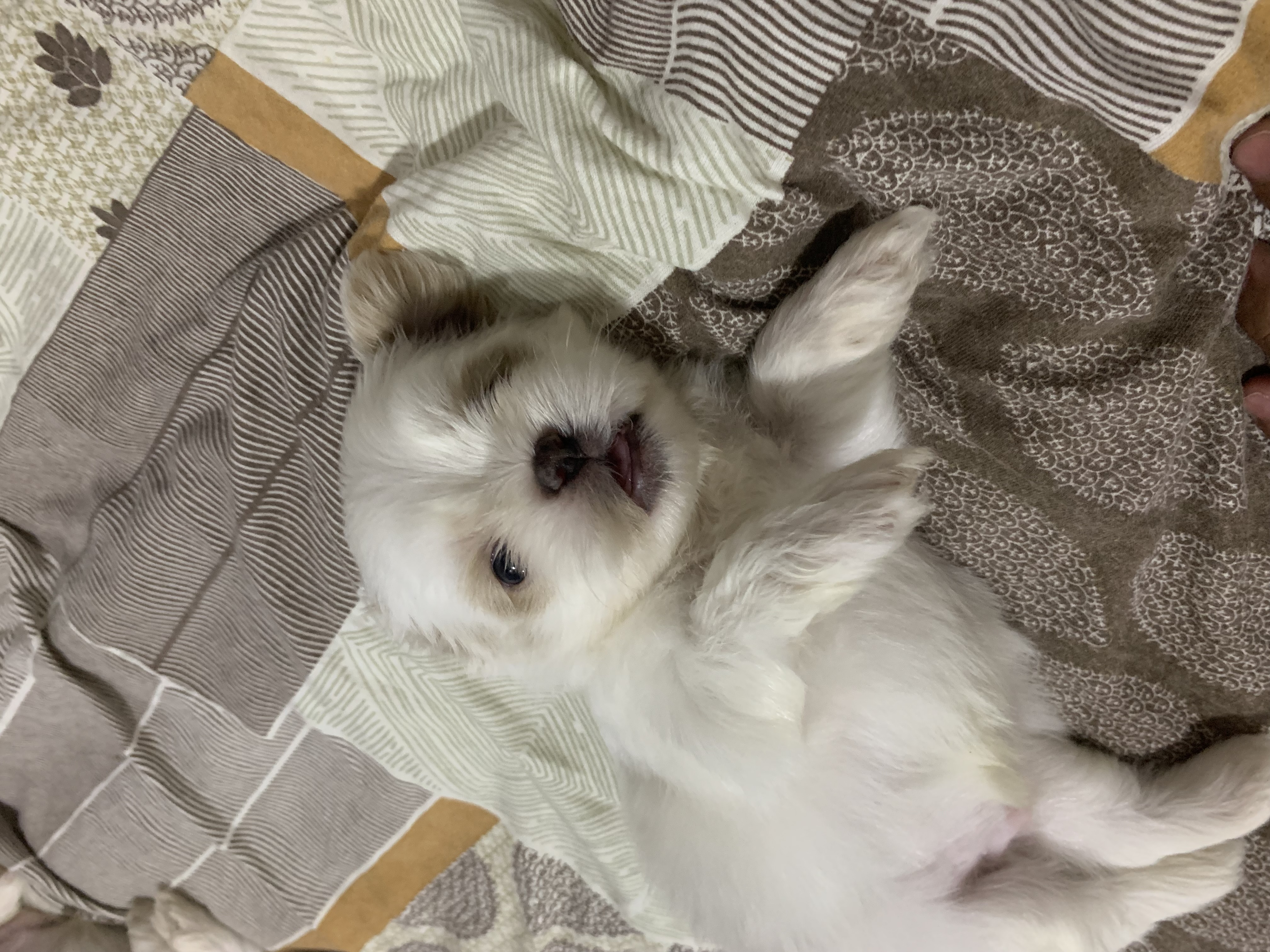 Vendo lindos filhotes de shit szu para reserva,já vão vermifugados e com a primeira dose da vacina - Foto 2