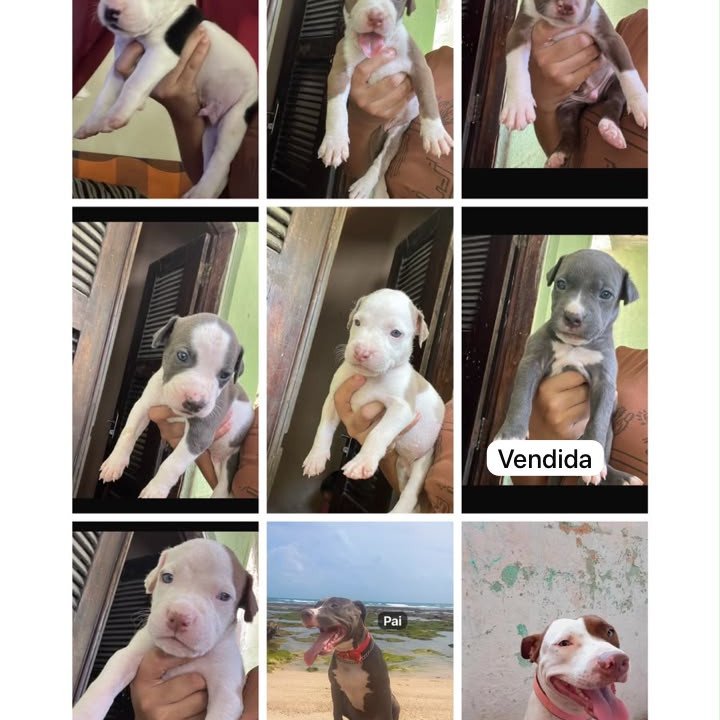 Filhotes de Pitbull terrier - Foto 1