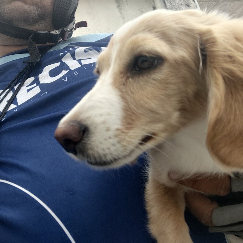 Filhote de Dachshund (salsicha)3 meses! Já tomou 1 vacina ! ZAP 81994743930