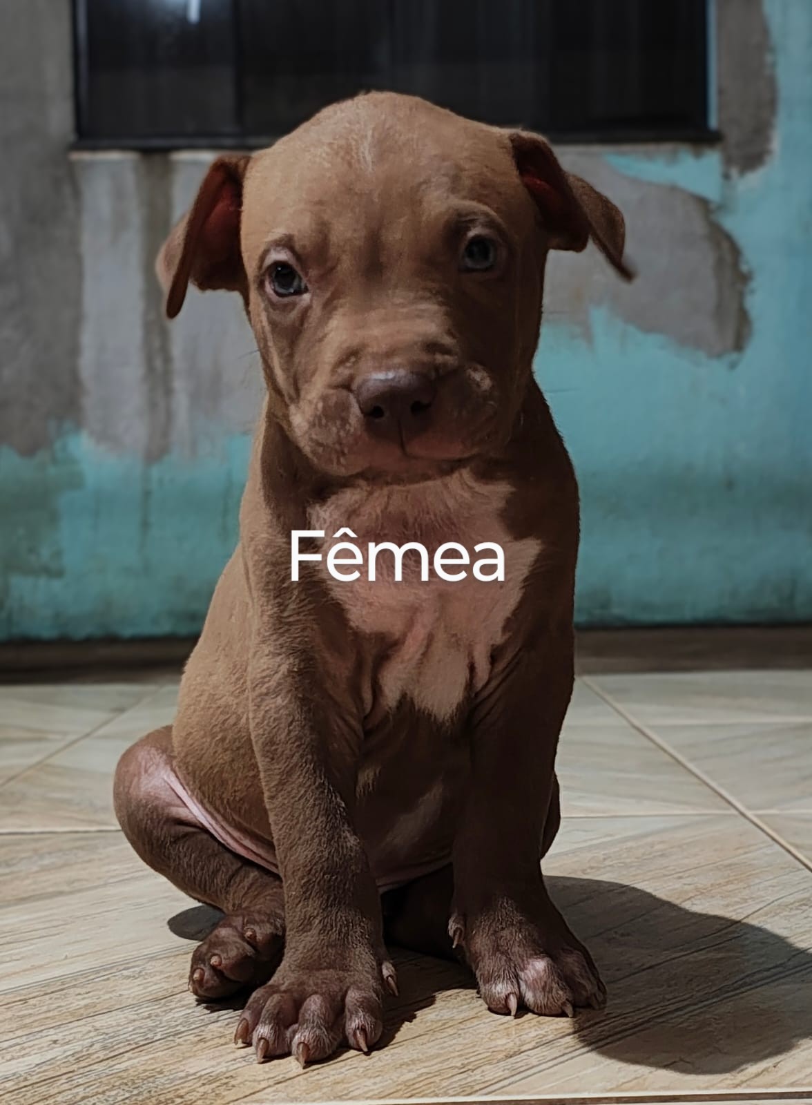 Portal Vendocão Lindos filhotes de Pitbull  Vilhena