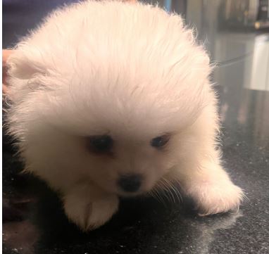 Portal Vendocão Spitz Alemão Anão Louveira