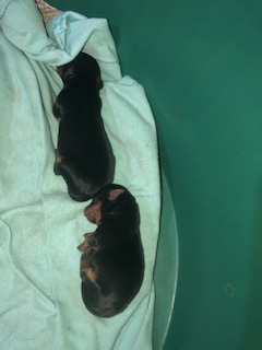 Portal Vendocão Yorkshire 1 fêmea 1 macho  Rio de Janeiro 