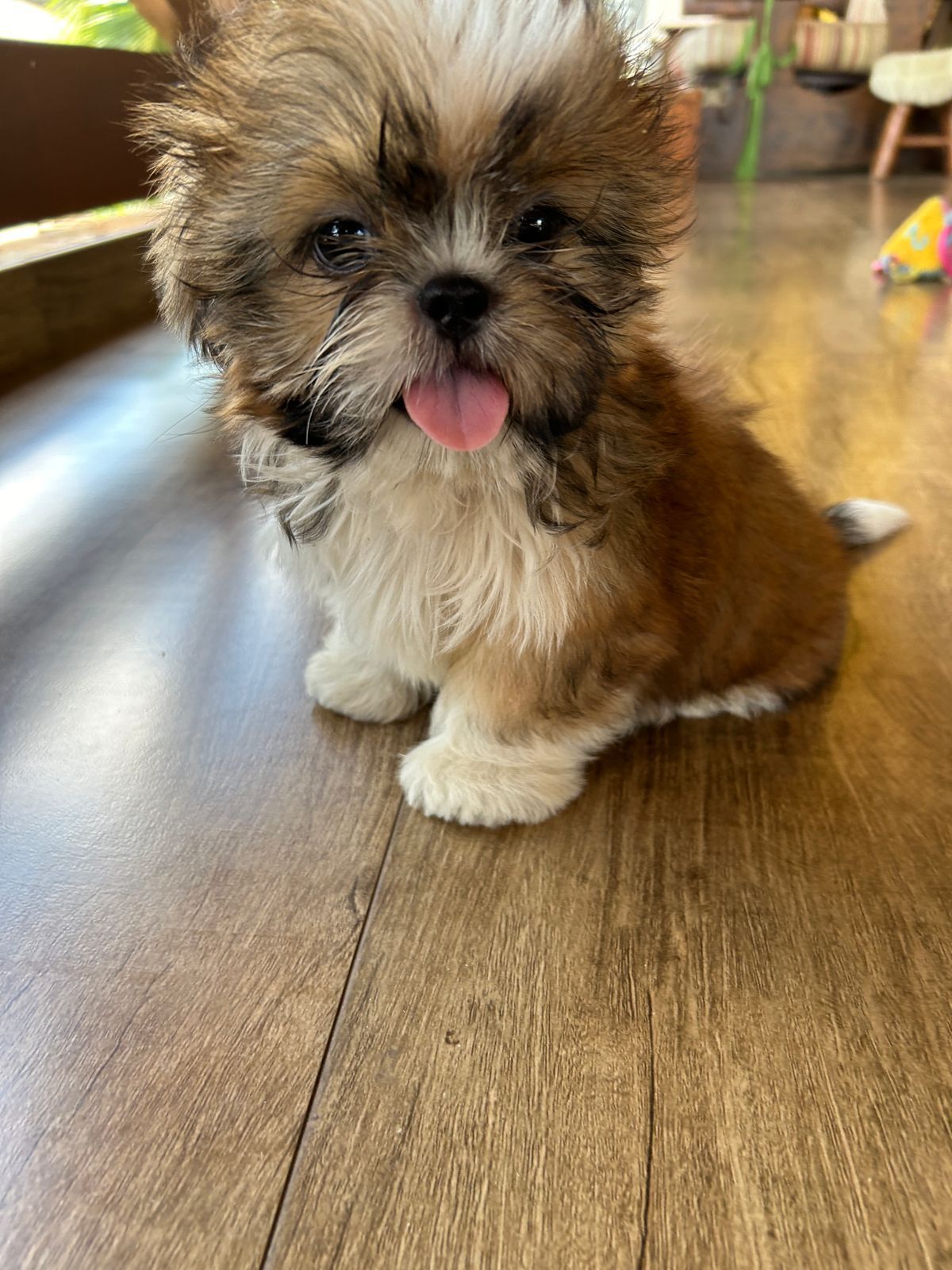 Portal Vendocão Shih Tzu macho Guarulhos