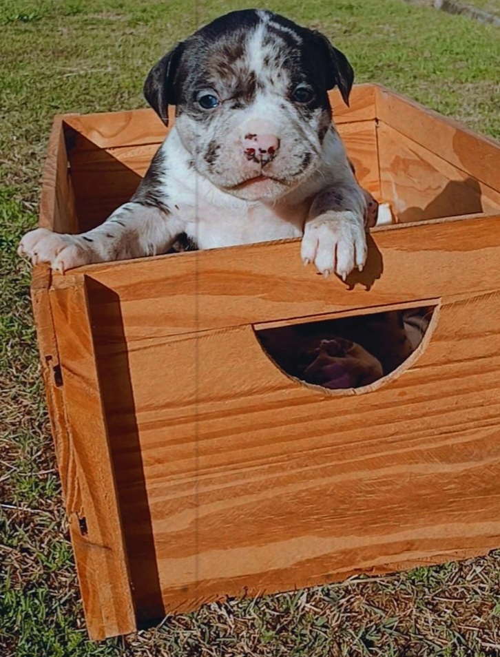 American Bully Pocket  - Foto 2