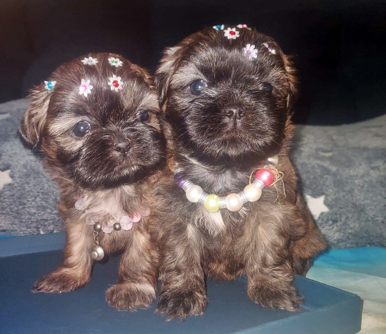 Portal Vendocão Filhotes de Shih Tzu à Pronta Entrega São Paulo