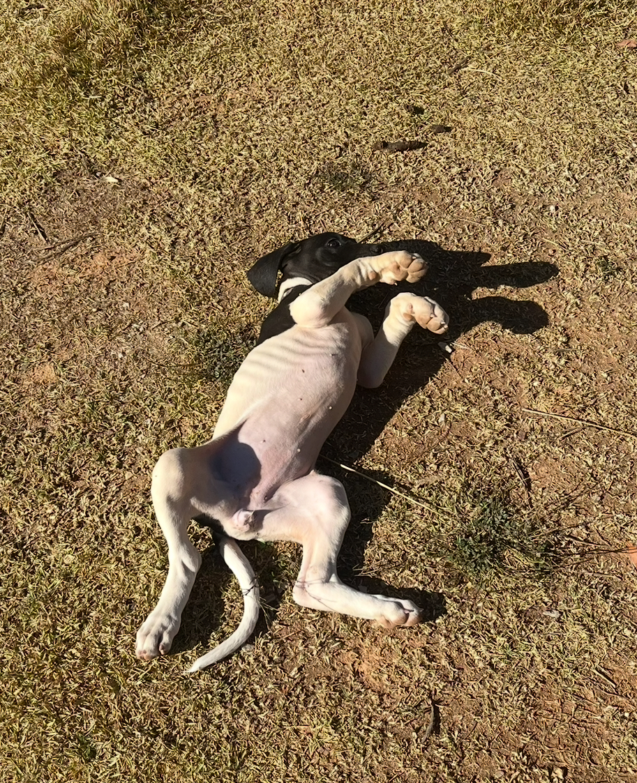 Portal Vendocão Filhote de Dogue Alemão  Jaboticatubas 