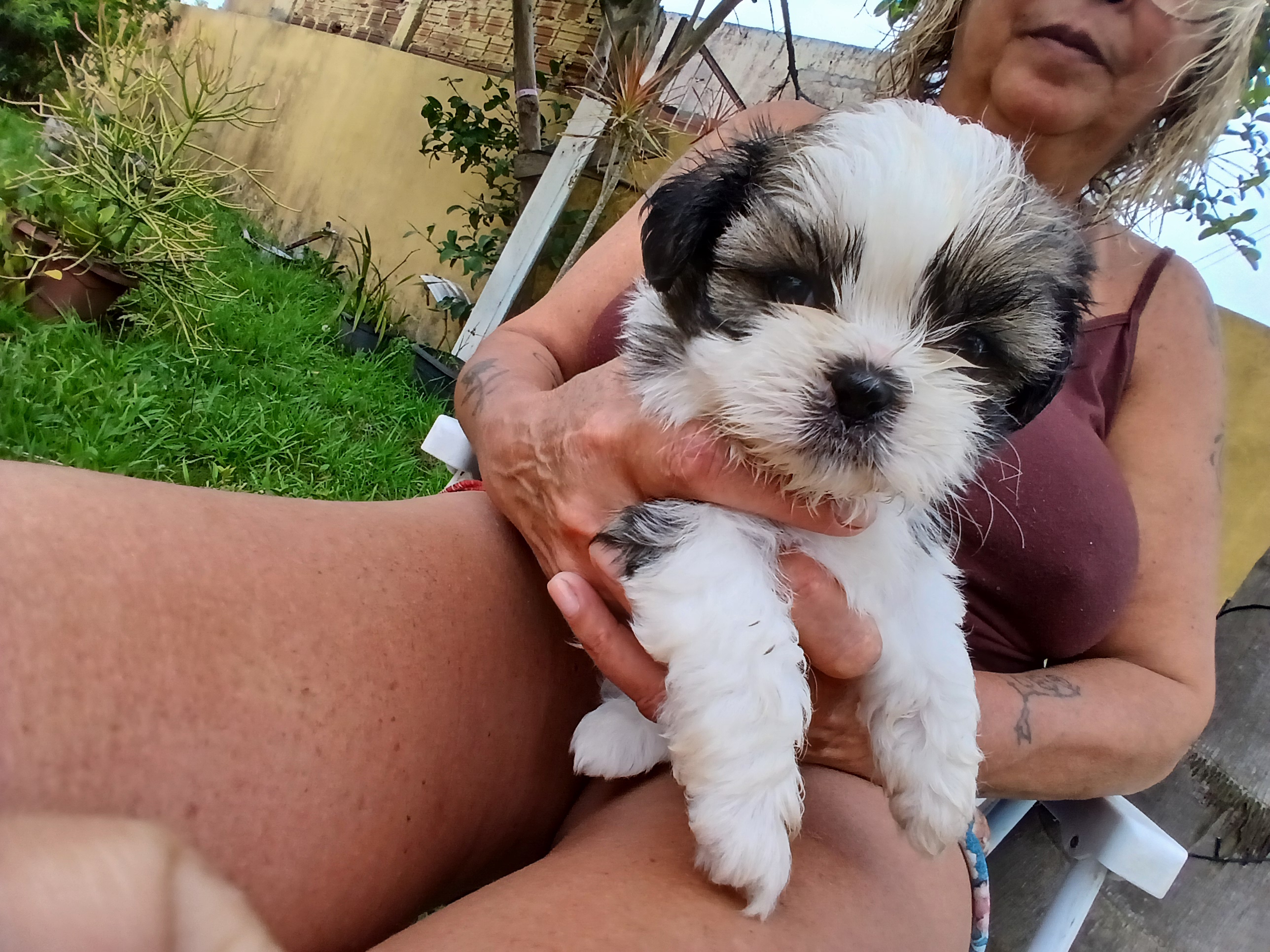 Vendo filhotes shitzu - Foto 1