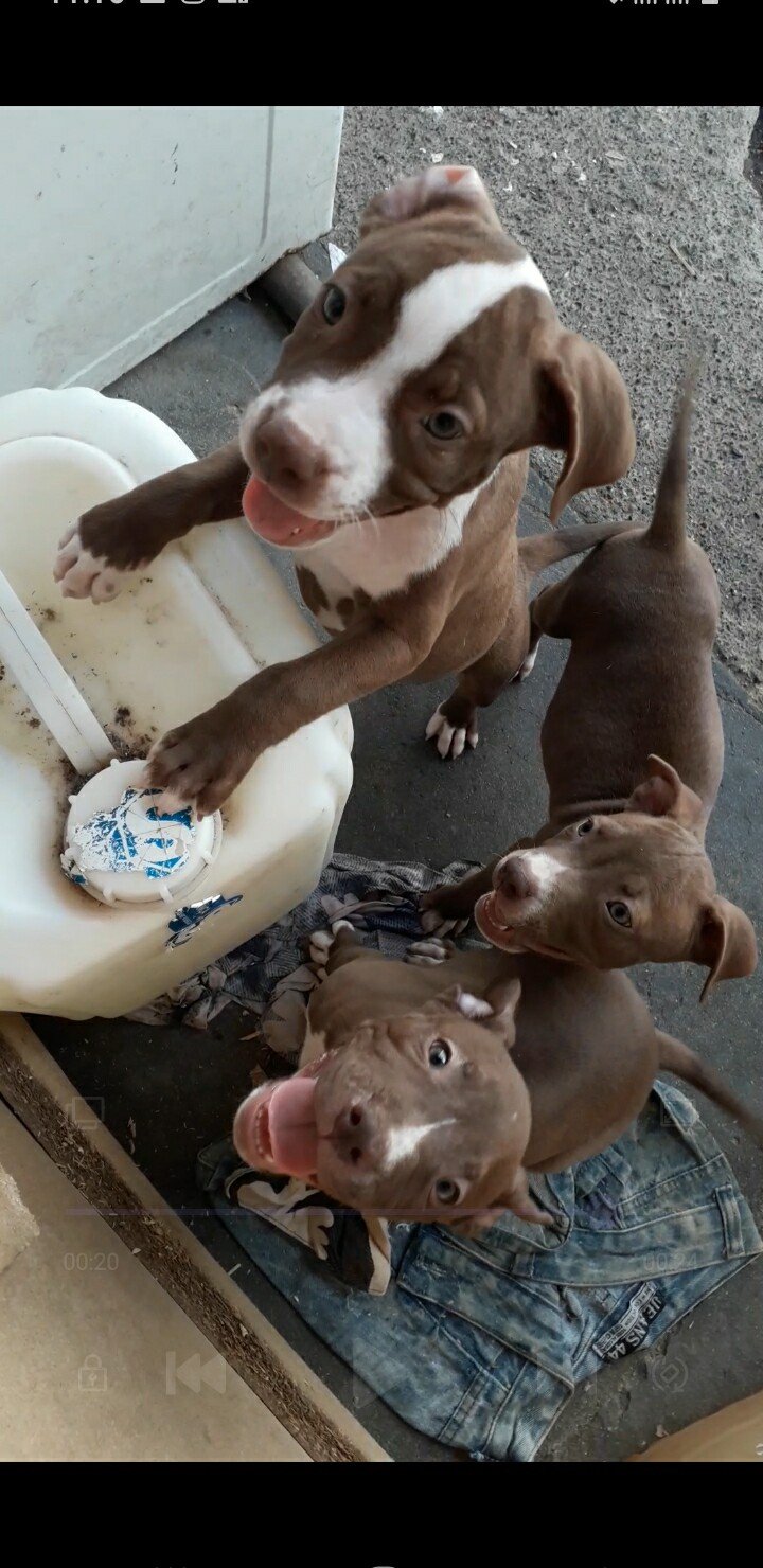 Pitbul red nose 