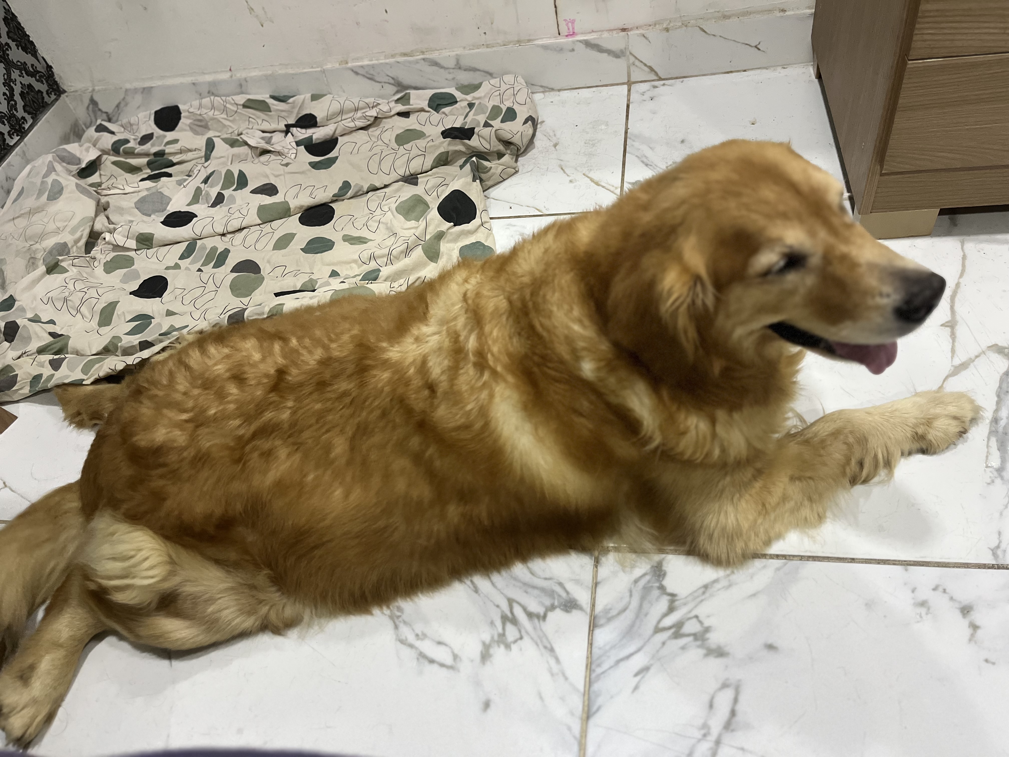 Portal Vendocão Vendo golden adulto femea Manaus