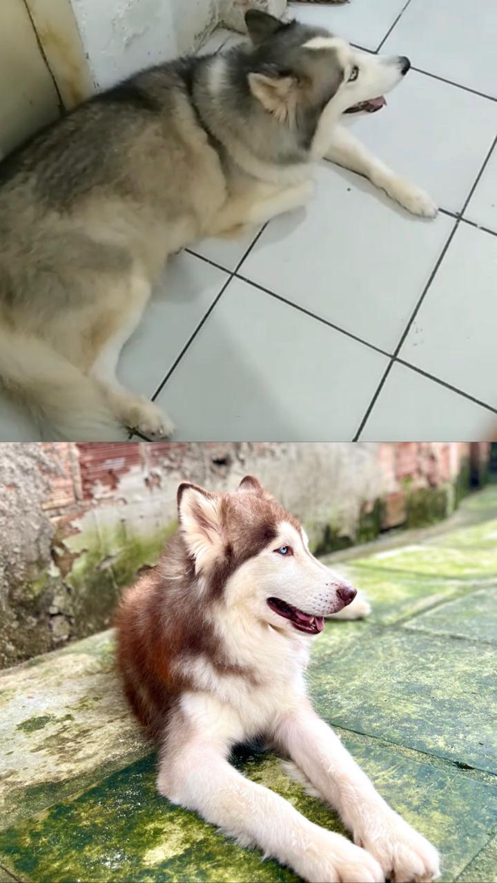 HUSKY SIBERIANO MACHO - Foto 2