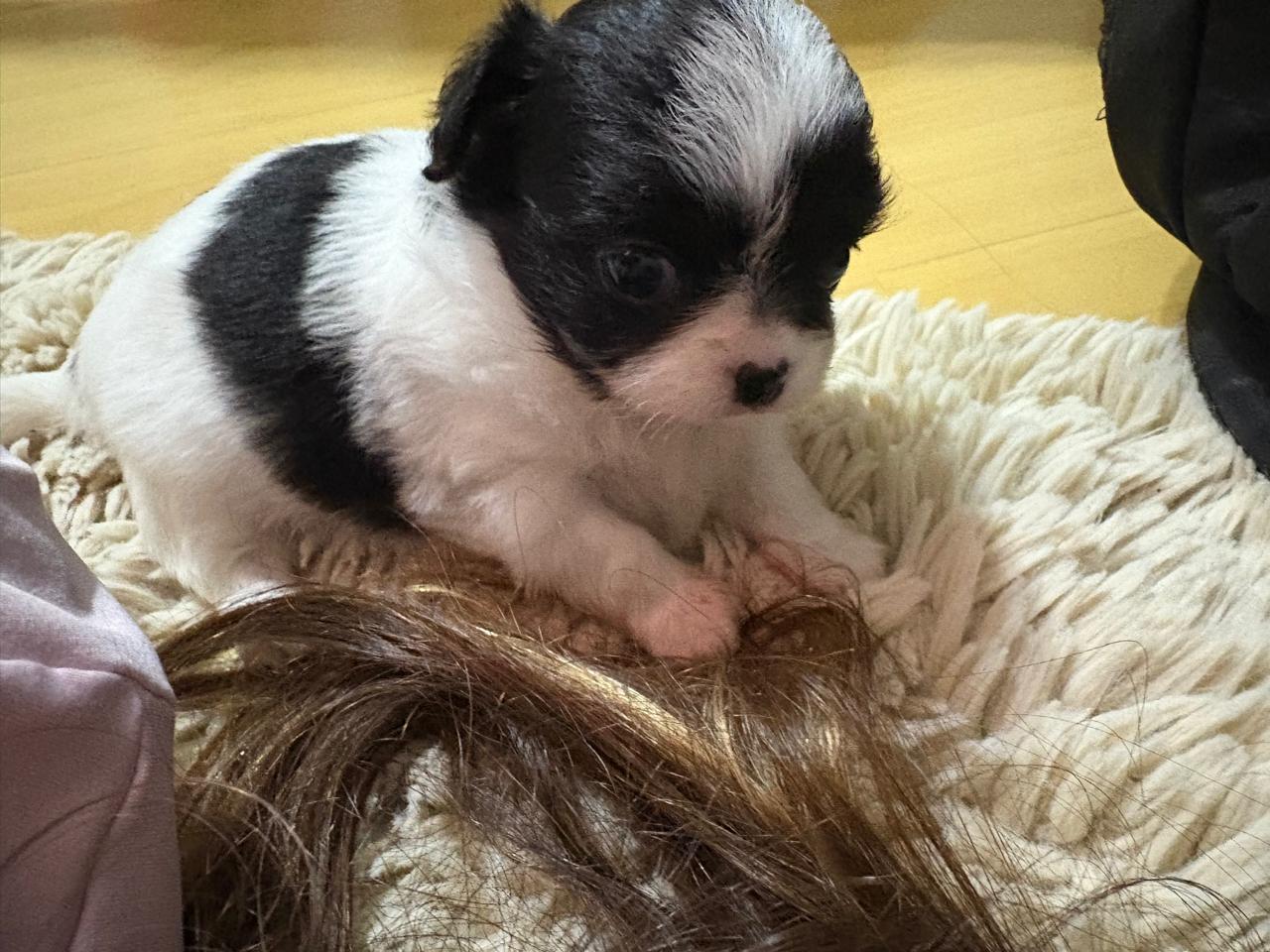 Portal Vendocão Filhote Chihuahua fêmea  Cascavel