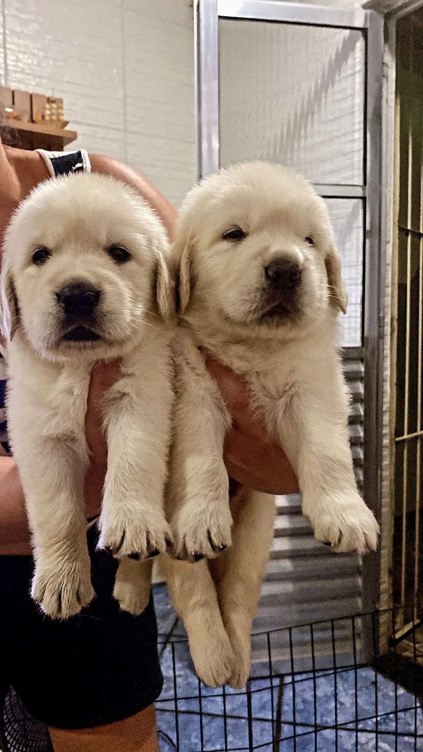 Filhote Golden Retriever 