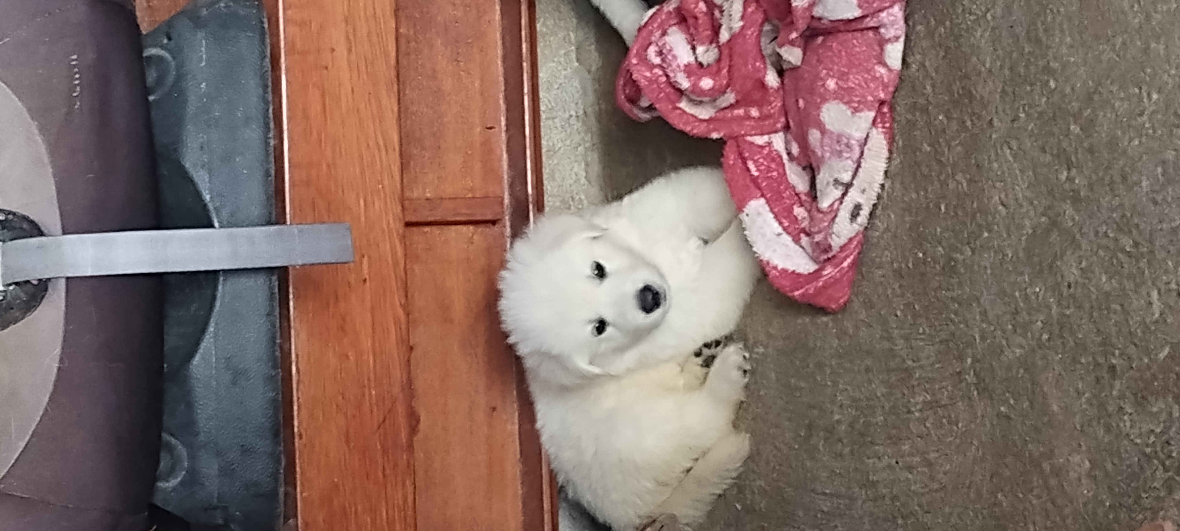 Portal Vendocão Filhote Pastor branco Suíço Aquiraz