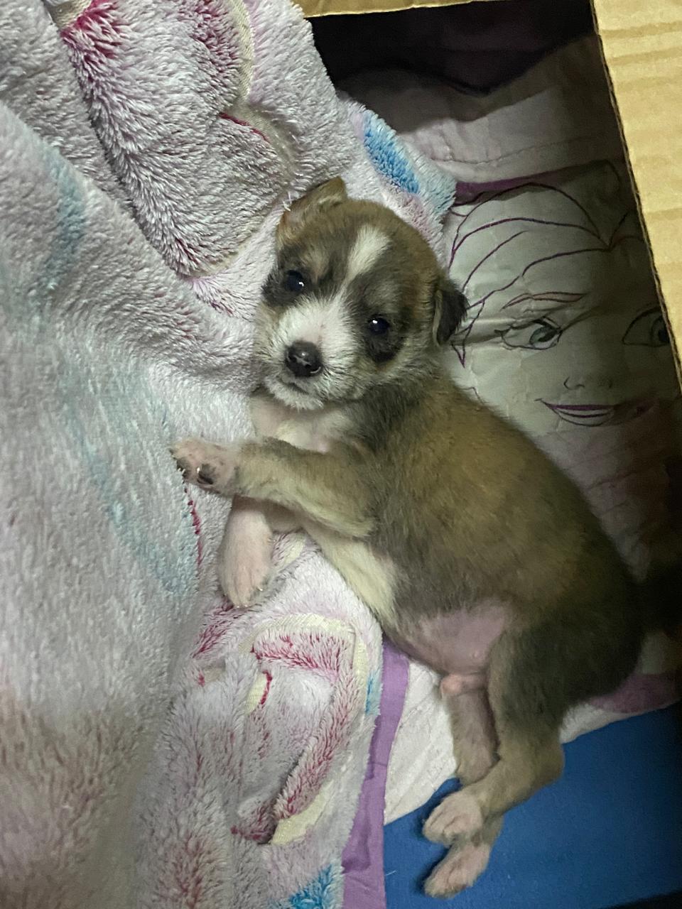 Doação de filhotes de cachorro - Foto 4