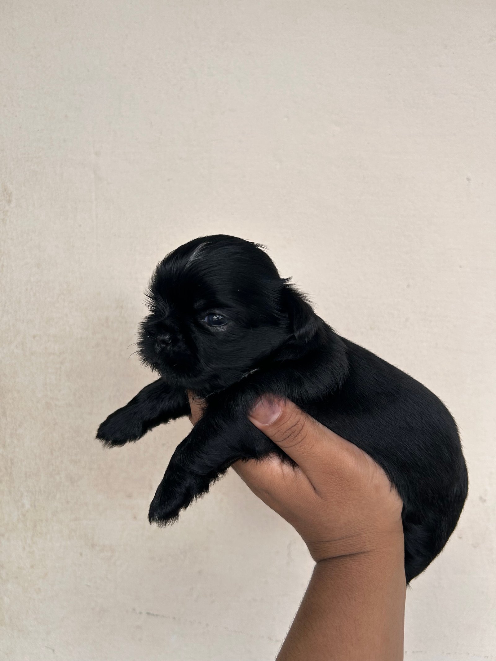 Shihtzu macho - Foto 2