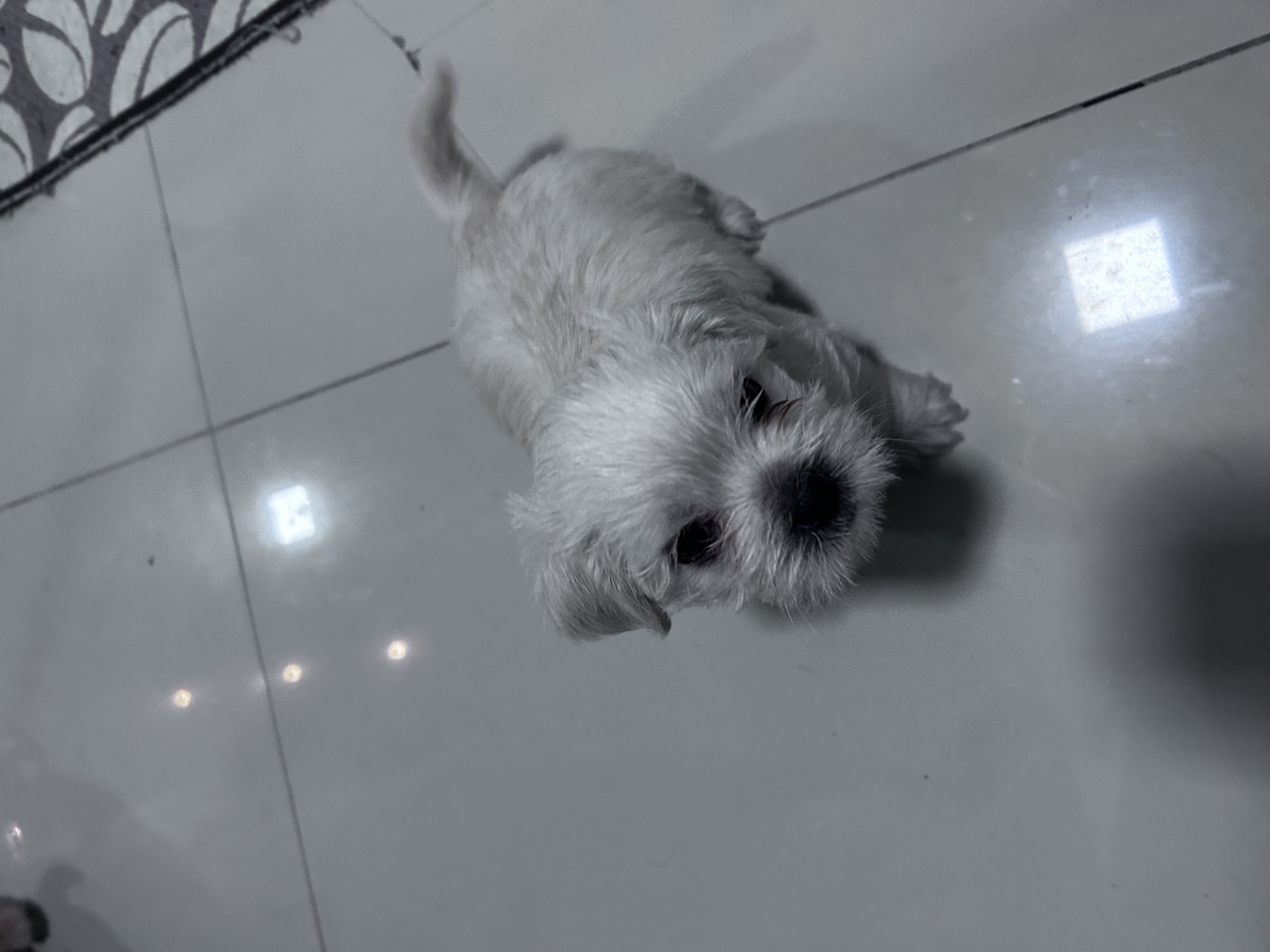 Vendo cachorrinho macho com 48 dias já com a segunda dose desvermifugado - Foto 1