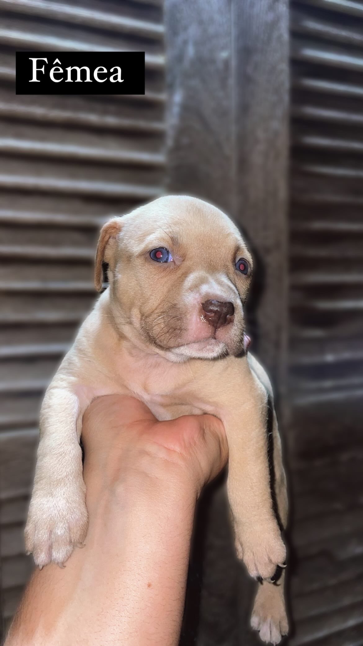American pitbull terrier  - Foto 2