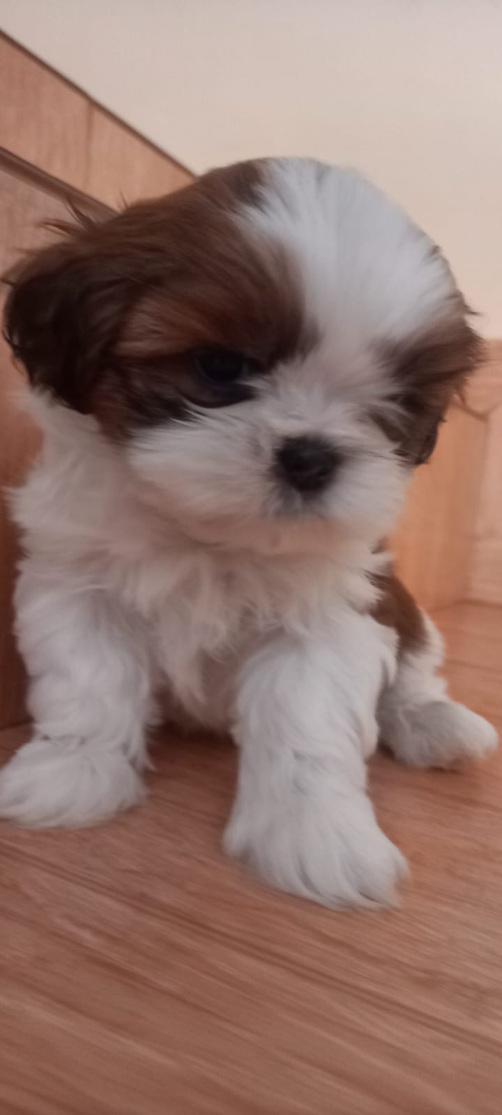 Portal Vendocão Filhote de Shitzu Brasília