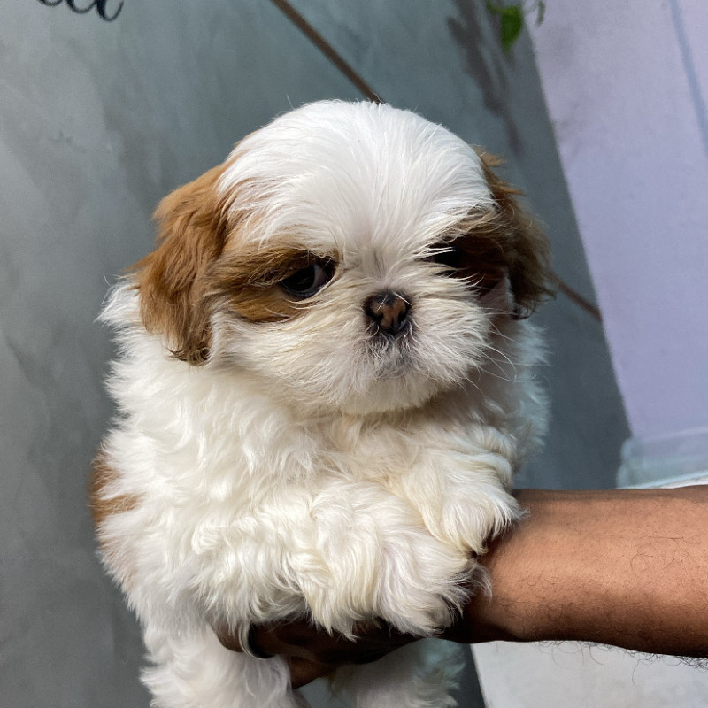 Filho de shih tzu - Foto 1