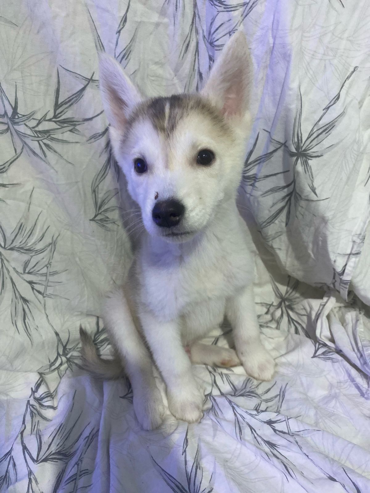 Portal Vendocão Filhotes de Husky Siberiano  Manaus 