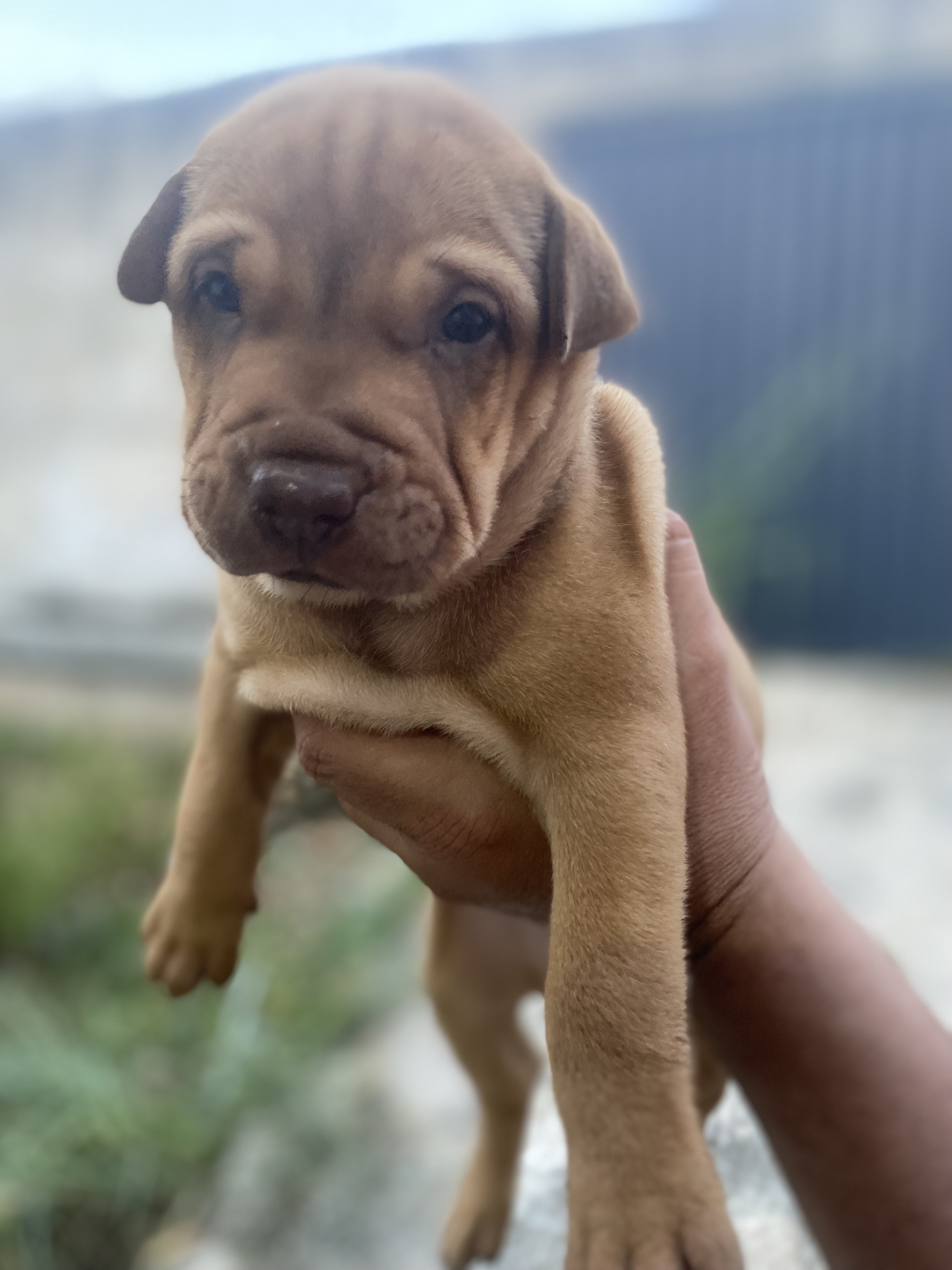 Portal Vendocão Filhotes de shapei Goiânia 