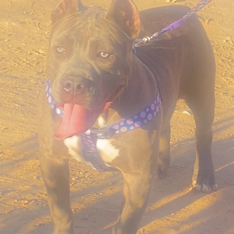 Linda filhote de American Bully