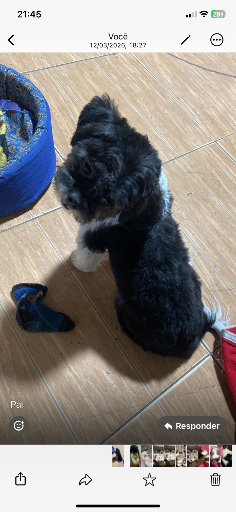 Filhotes de Shih tzu - Foto 2