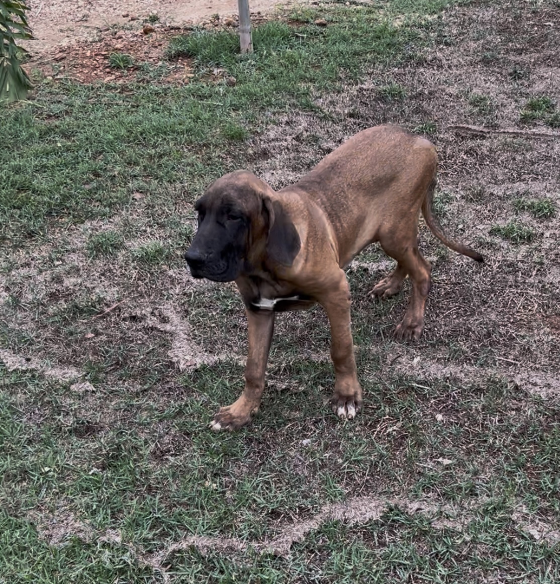 Portal Vendocão Filhotes de Fila Brasileiro Palmas