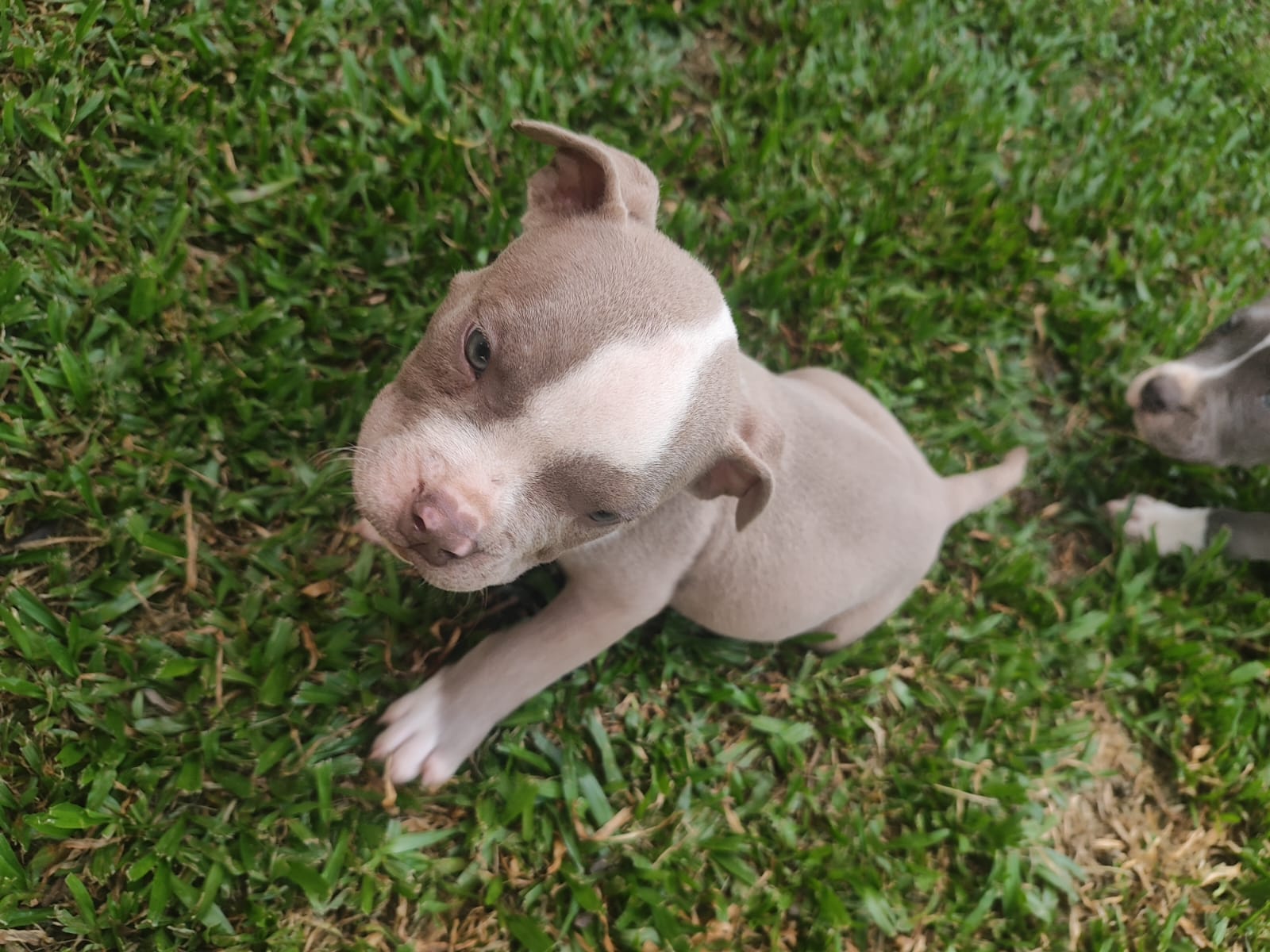Venda American Bully filhotes  - Foto 3